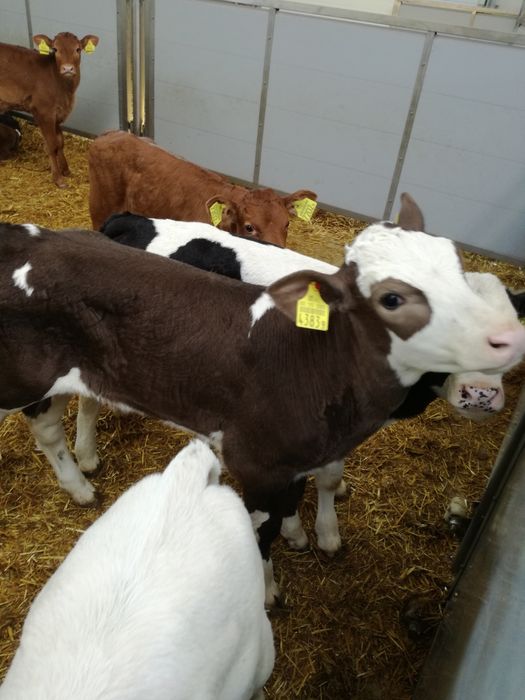 Byczki i jałówki polskie LIDZBARK Warmiński