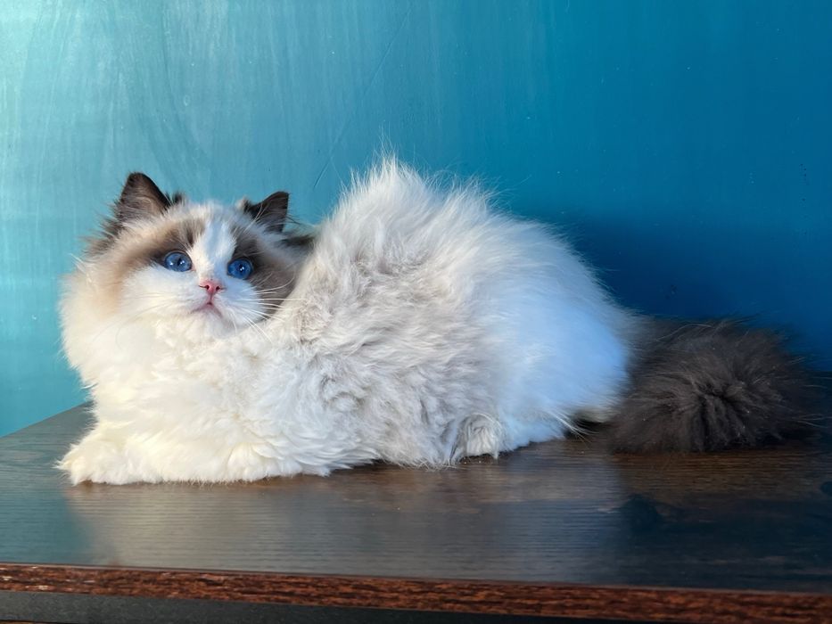 Margaret -niezwykłej urody kotka Ragdoll show-pet FPL kocięta koteczka