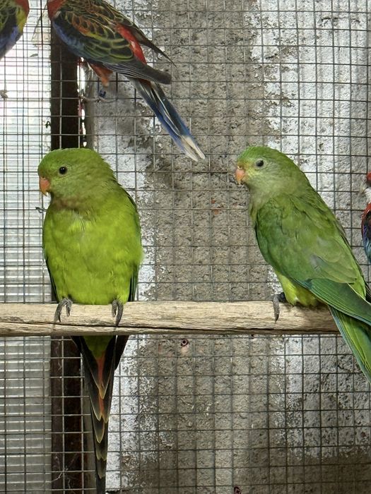 Varias Aves 2026