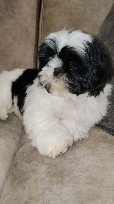 Shihtzu , Shi-tzu szczeniaki