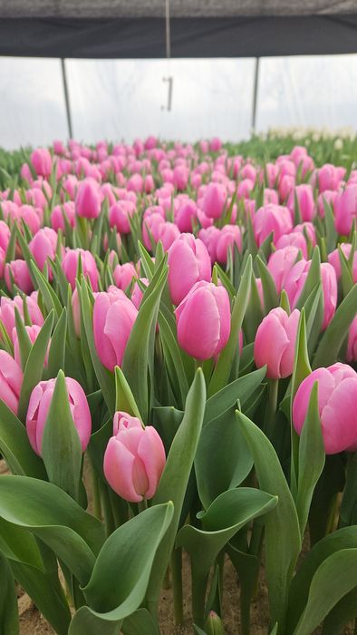 Тюльпани ГУРТ та РОЗДРІБ! Свіжий зріз, висока якість. Власна теплиця!