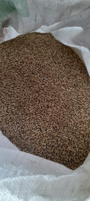 Żyto ozime,  możliwość  wyczyszczenia