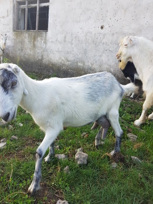 Продаються кози дійні