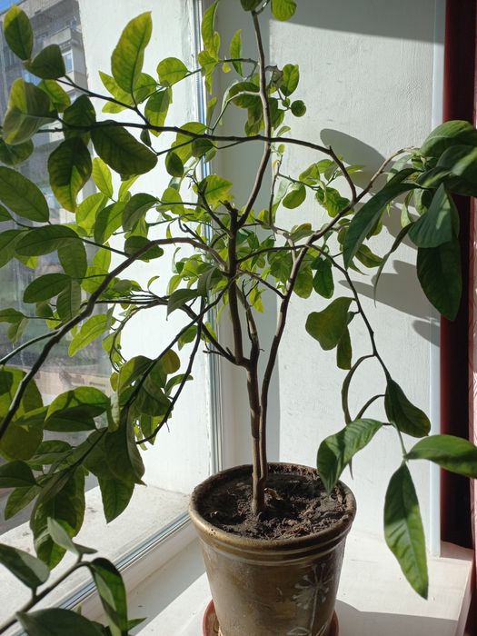 Декоративное лимонное дерево.