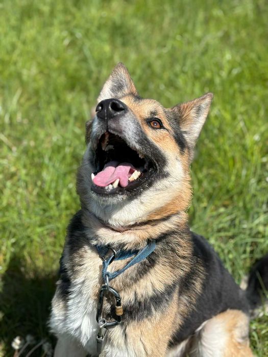 Tony młody psiak szuka spokojnego domu! | MASZ NOSA