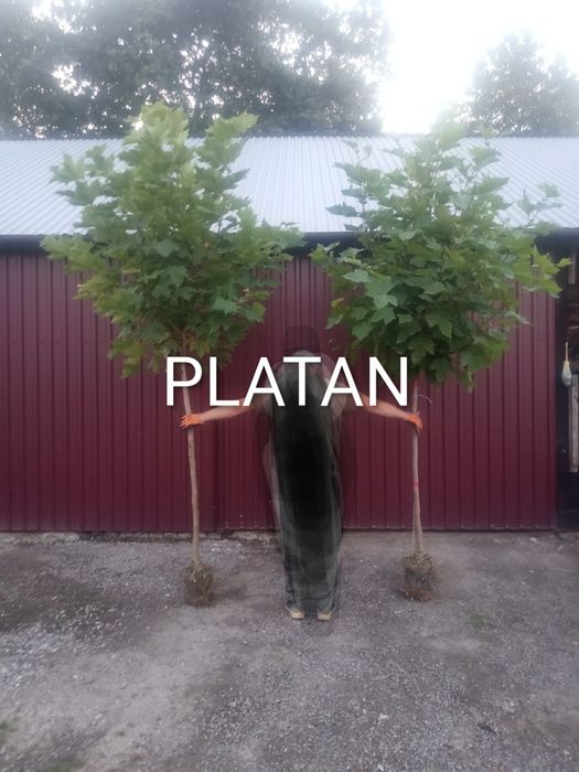Katalpa_platan_klon globosum_purple globe_brzoza youngi_wiaz_buk_grab