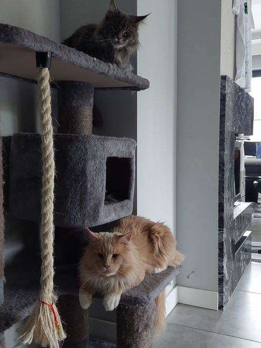 Maine Coon kremowy kocur