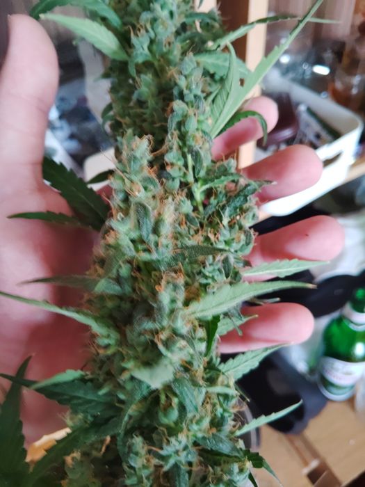 Dowóz 24H Susz CBD White Widow AK-47 Purple Haze Amnesia THC <0,3%