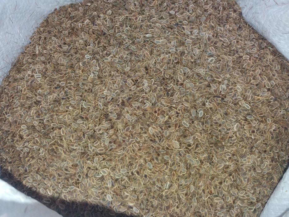 Укроп семена сорт Аллигатор для варки раков