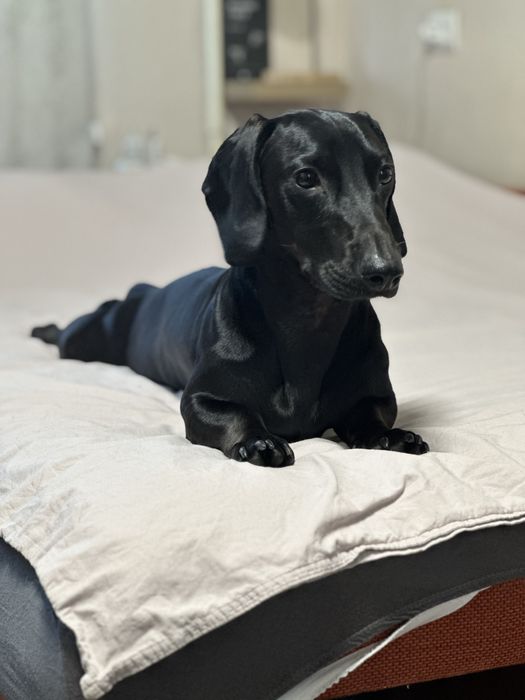 Вʼязка чорна такса, кобель