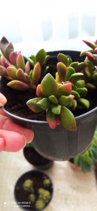 Монвіллея,спатифілум, ехеверії,сукуленти