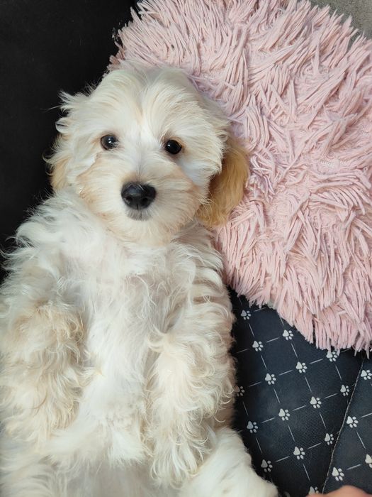 Maltipoo F1 suczka maltańczyk i pudel toy