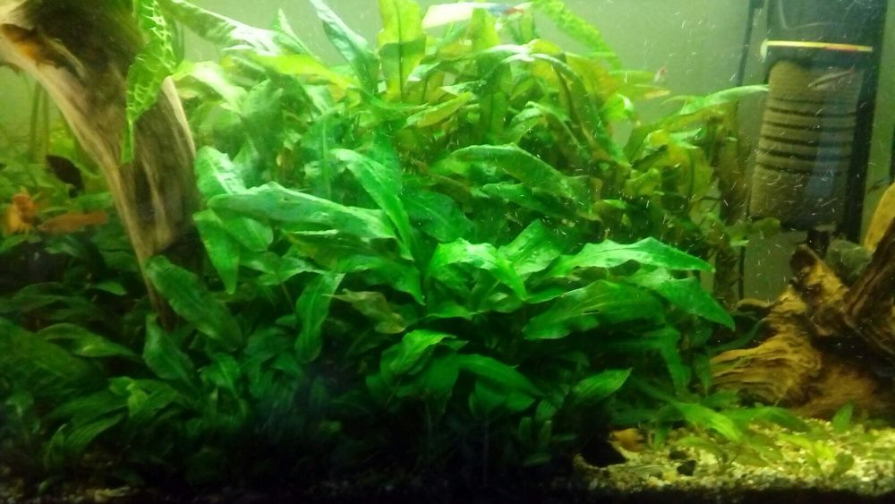 Kryptokoryna zwartka, karbowana i mikrozorium