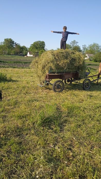 Кобила з бричкой ціна договірна