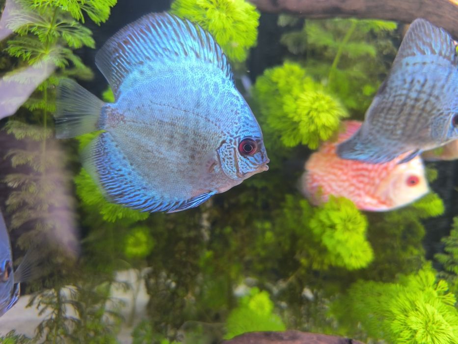 Discus (várias estirpes)
