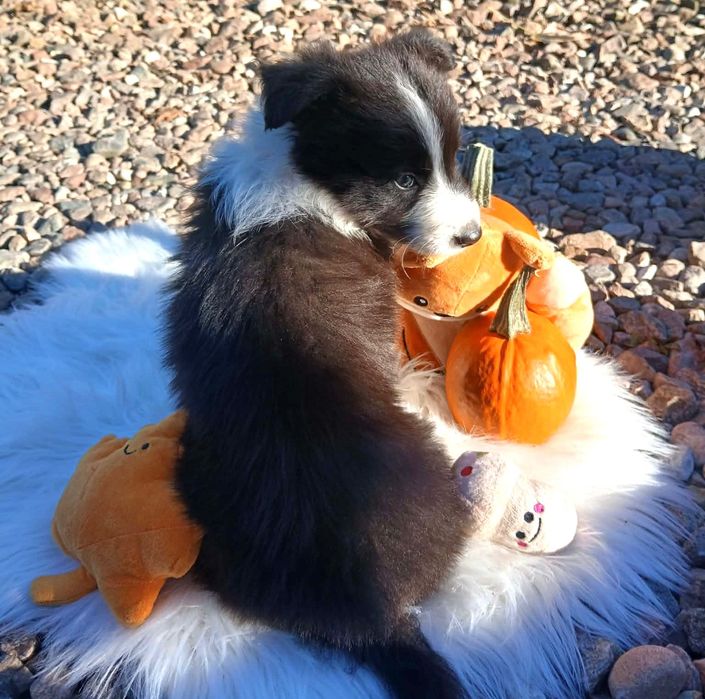 Śliczna Suczka Border Collie