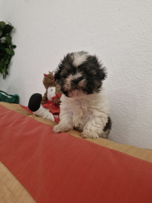 Shituz macho vacinado e desparesitado Shituz