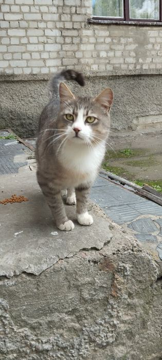Безкоштовно котик