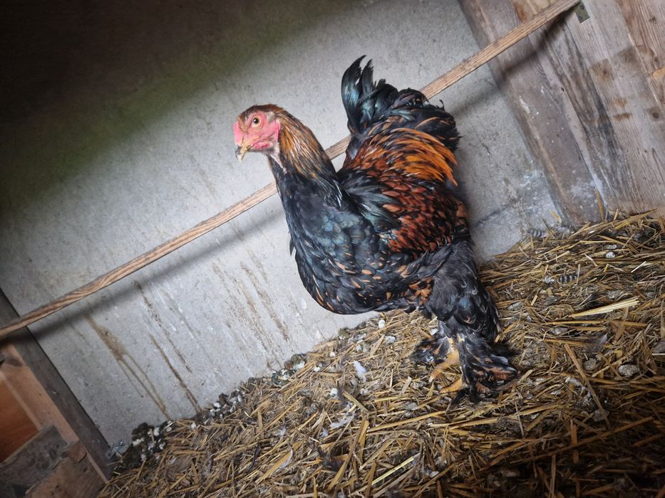 Koguty Brahma Olbrzymia