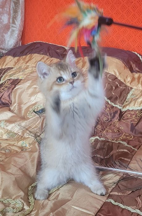 Мальчик скотиш страй,