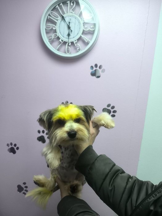 Бівер Йорк. Розформовую  розплідник.