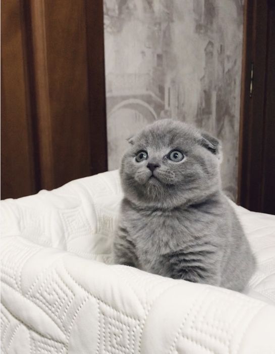 Scottish fold ( хлопчик)