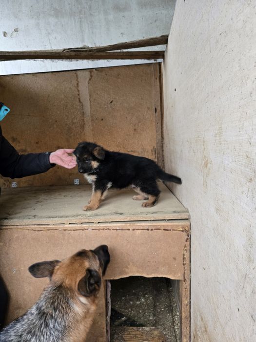 Маємо  таких красунчиків