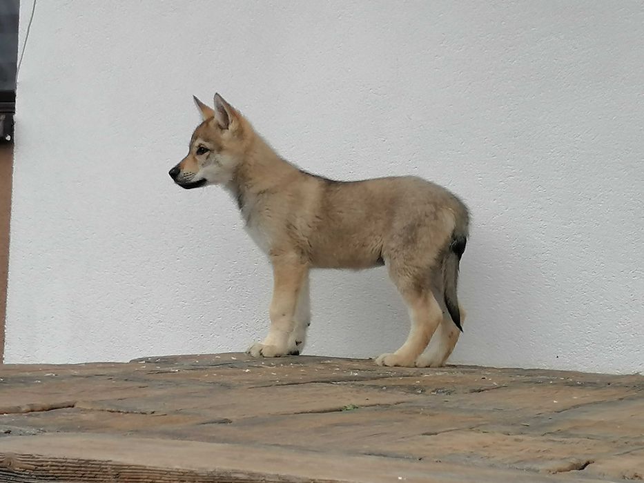 czechoslowacki wilczak suczka