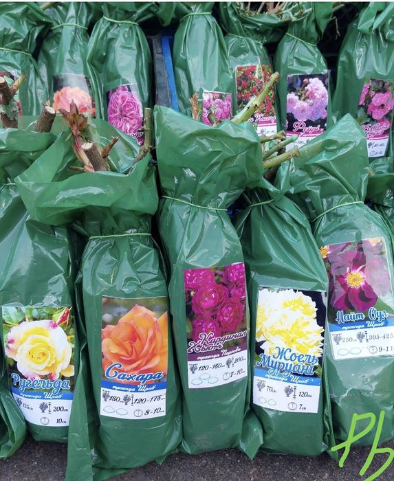 Продам саджанці троянд #гурт #опт