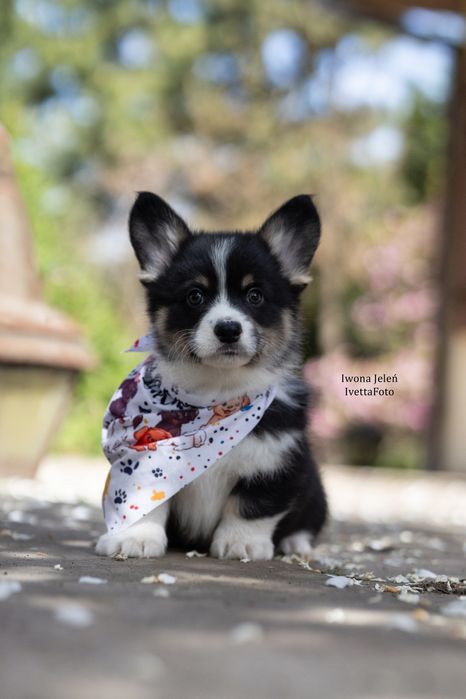 Welsh Corgi Pembroke, ten który Cię pokocha