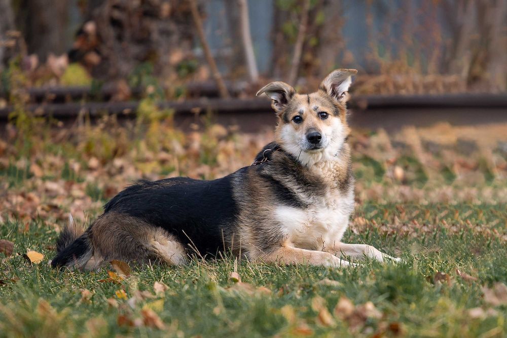 Віддам в добрі руки милу, ніжну собаку Сейді.