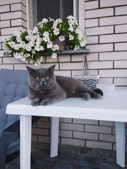 Кіт породи" британець"