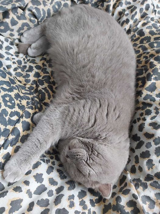 Шотландський висловухий ліловий котик