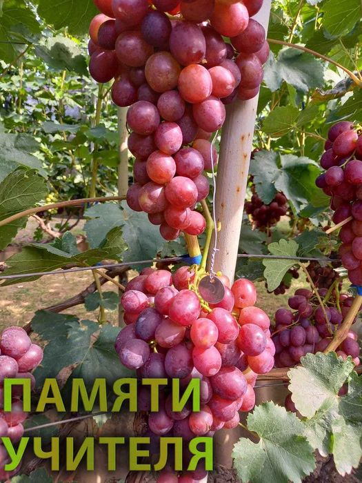 Корнесобственные саженцы винограда