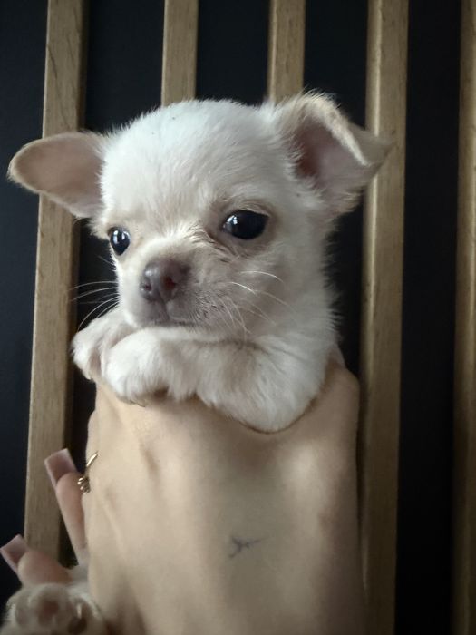 Chihuahua krótkowłosy