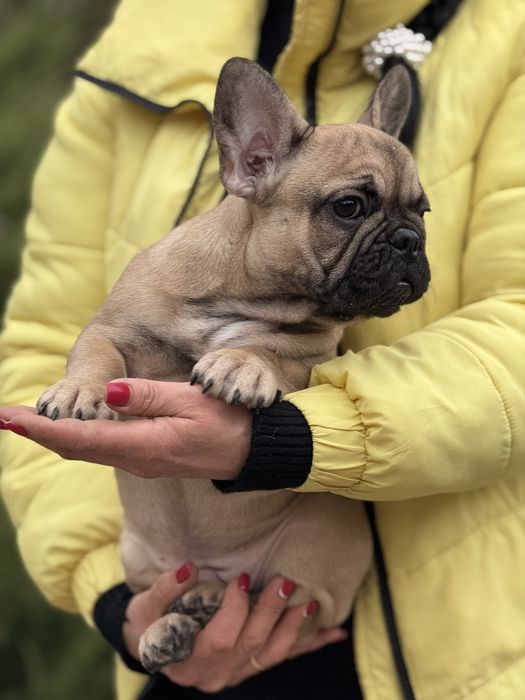 Неймовірна дівчинка з родовідом КСУ