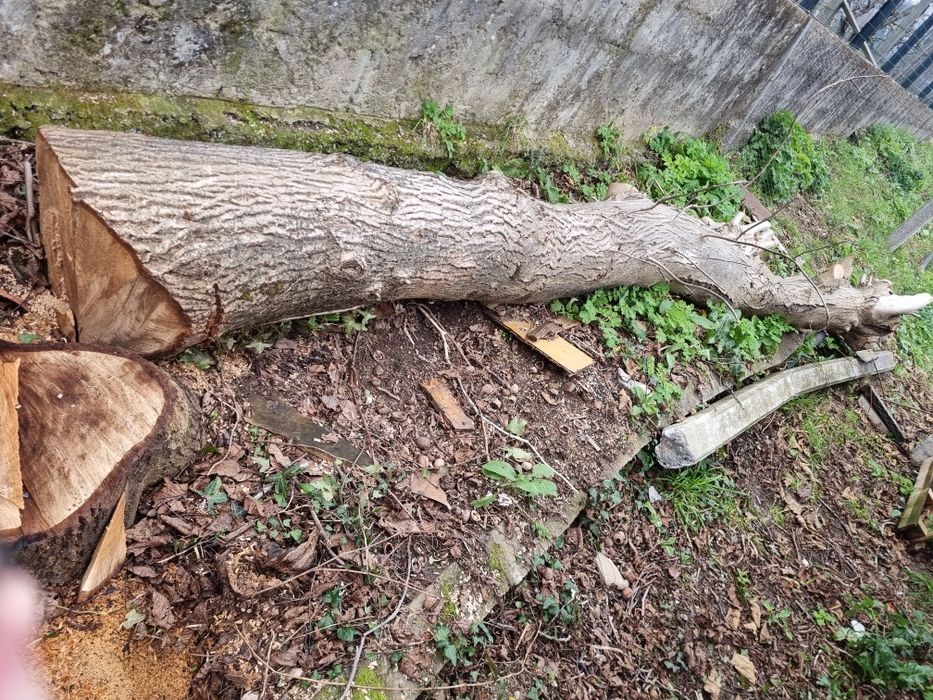 Vendo Tronco Nogueira