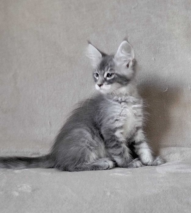Niebieska ze srebrem kotka Maine coon