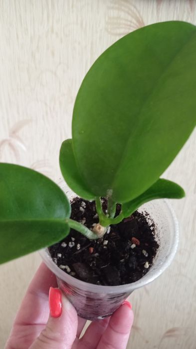 Орхидея B.Tuberculata×C.Dowiana;хойя Аустралис-250