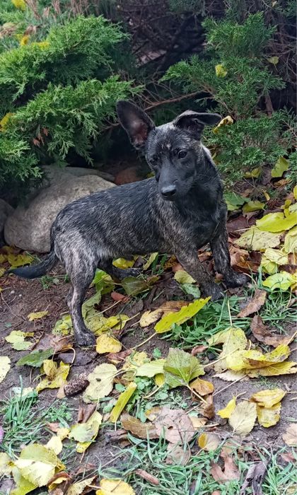 Malutkie pieski szukają domków