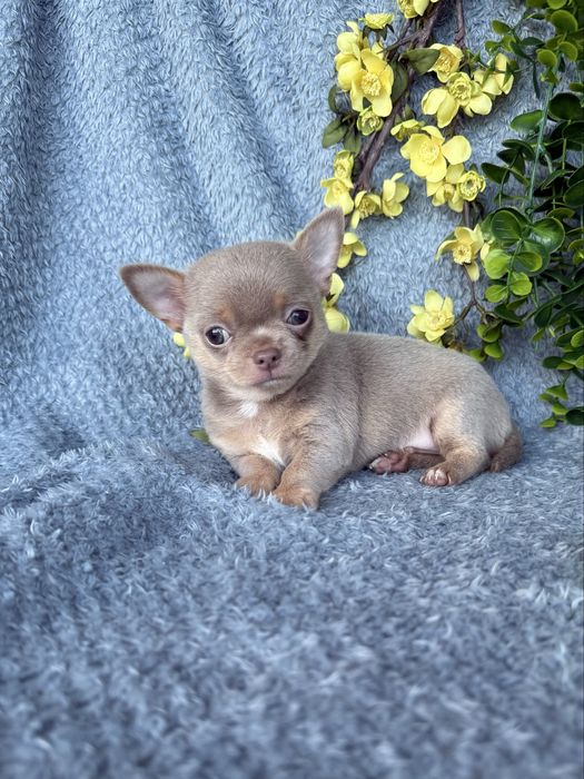 Excecional mini cor rara menino Isabella Chihuahua/Chiuaua.LinhagemRussa,Qualidade