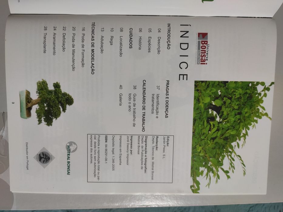Guia do Ulmeiro - Bonsai