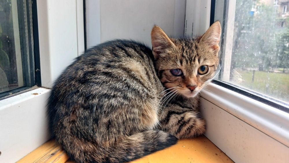 Маленькая полосатая котёнок девочка ищет дом! Котята в хорошие руки!