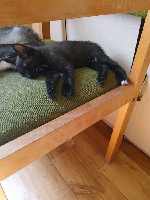 3 kocięta szukają kochających domów