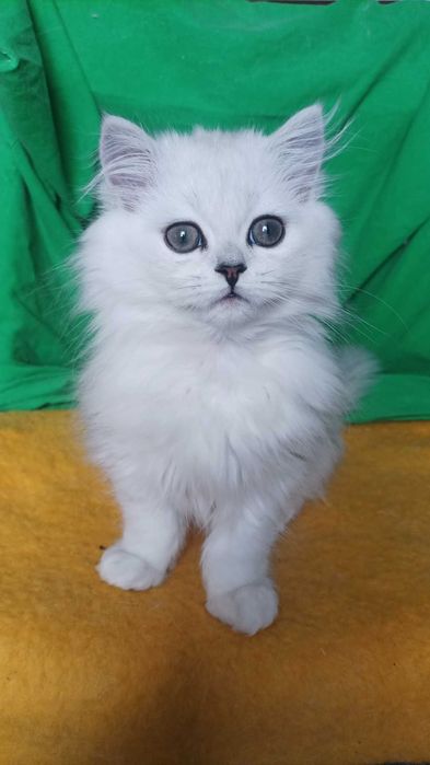 Серебристая шиншилла котёнок белый