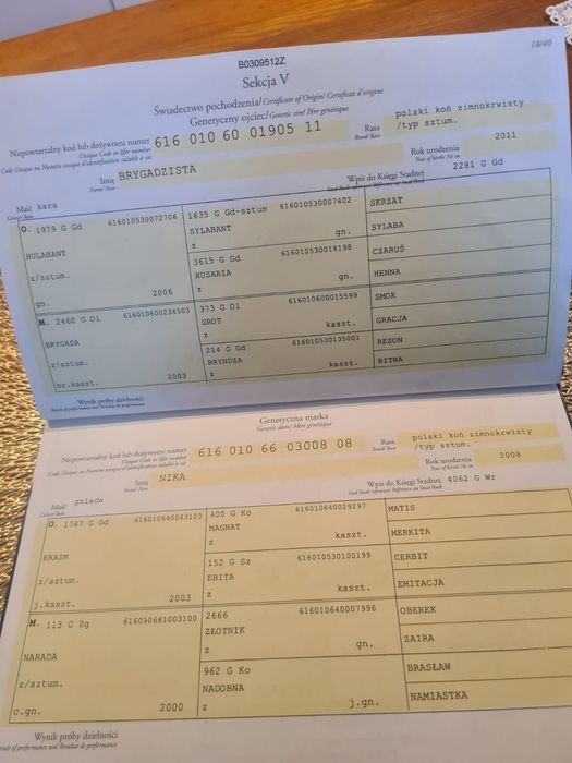 Klacz Zimnokrwista Księga Główna