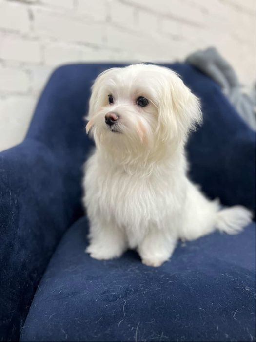 Мальтійська болонка Хлопчик 5 міс