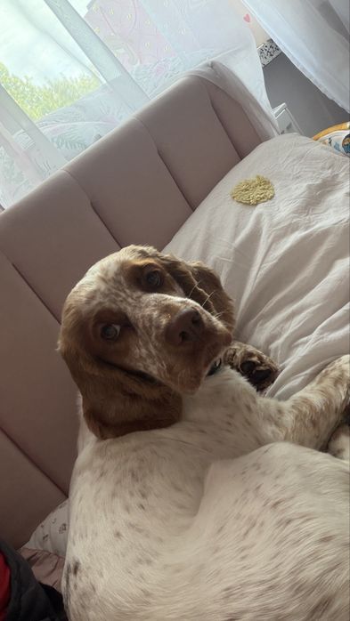 Oddam cocker spaniel młody Kraków Wzgórza Krzesławickie • OLX.pl