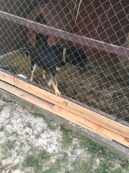 Цуценя в добрі руки