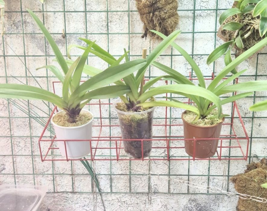 Paphiopedilum Cocoa Rose Пафиопедилум